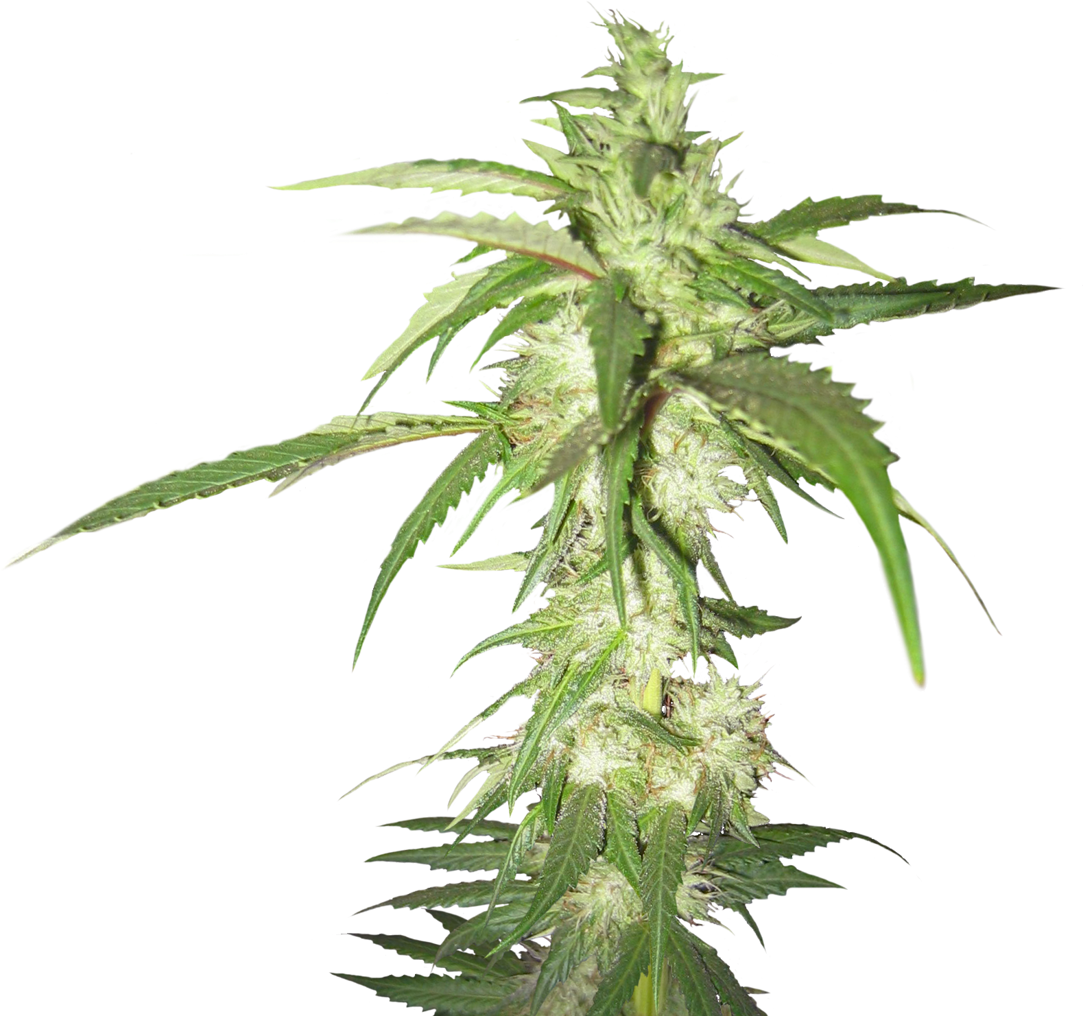 Cannabis Png Image Without Background - Weed Plant Transparent Background (1606x1835), Png Download