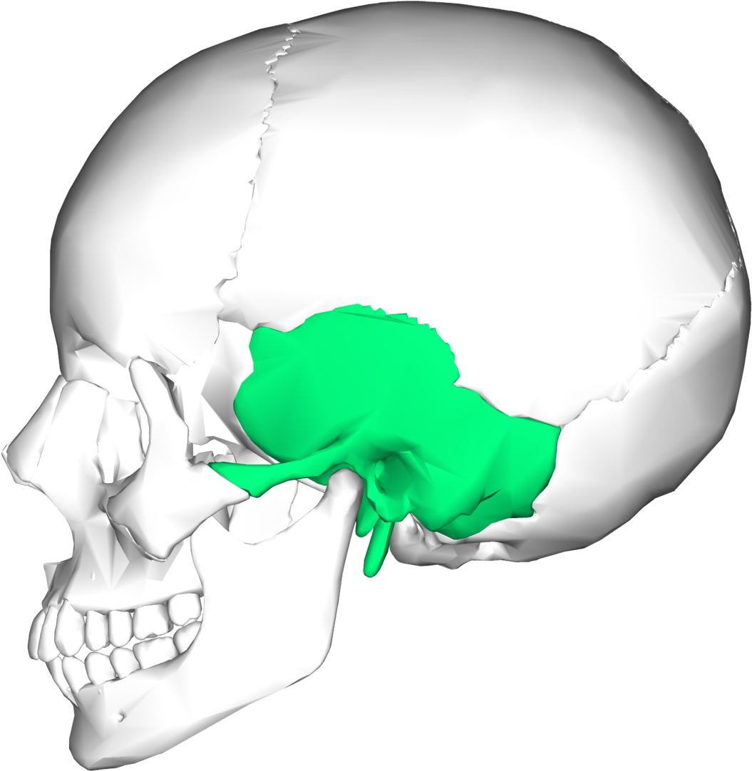Temporal Bone (1200x1200), Png Download