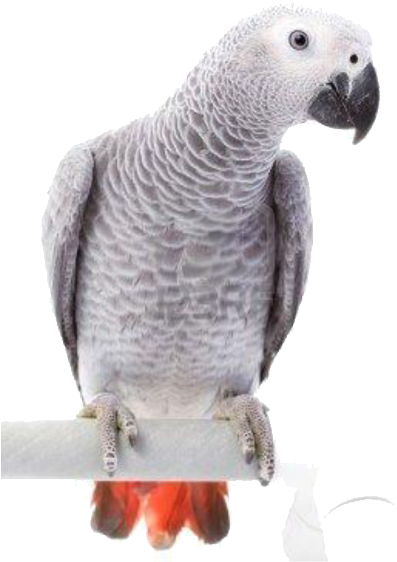 Parrots And Birds - African Grey Parrot Transparent (552x643), Png Download