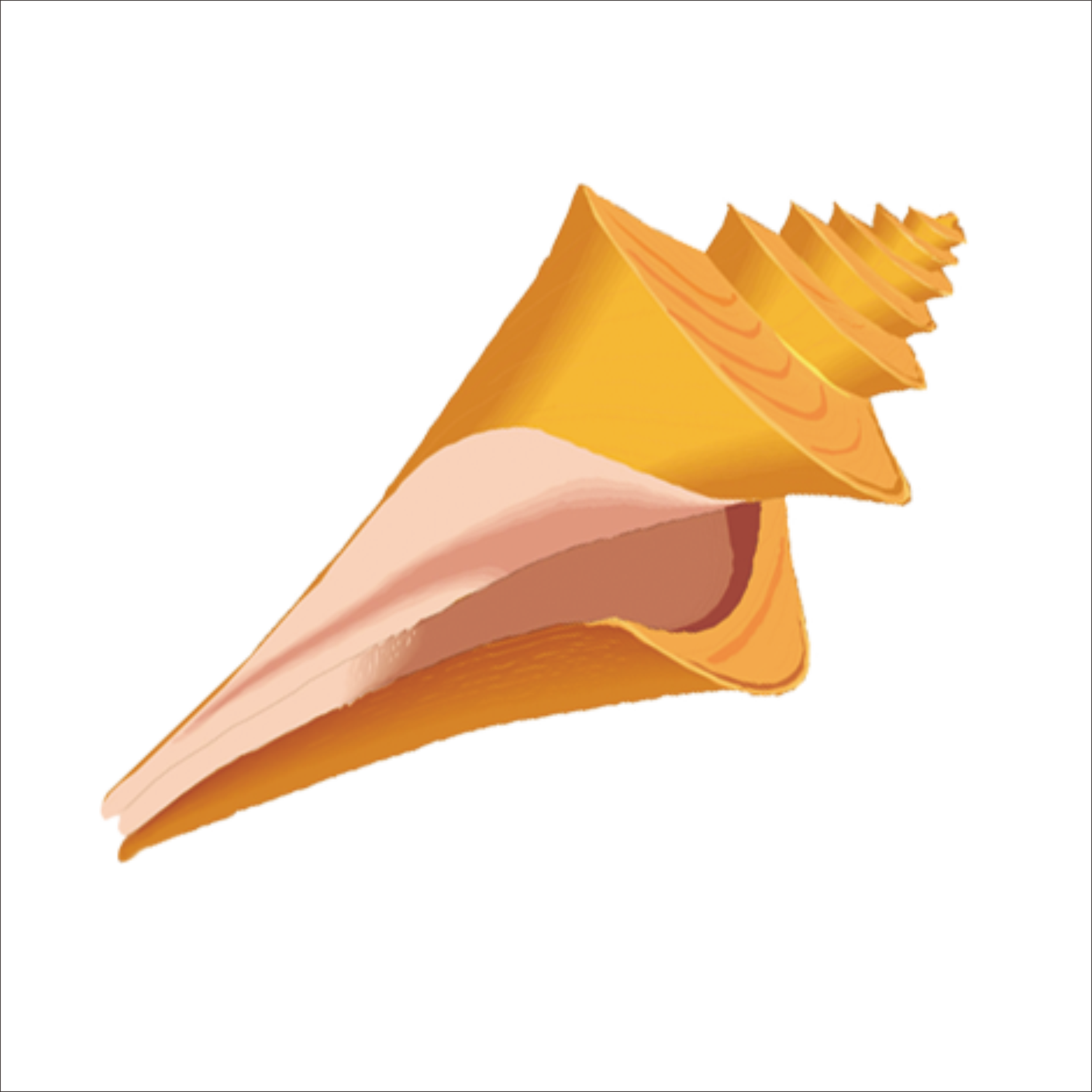 Seashell Clipart At Getdrawings - Orange Seashell Clipart (1773x1773), Png Download