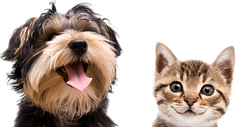 Argos Pet Insurance - Most Popular Dog Names 2018 (829x446), Png Download