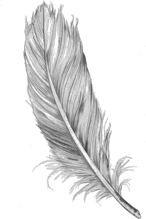 Feather Clipart Tumblr Transparent - Feather Drawing (493x750), Png Download