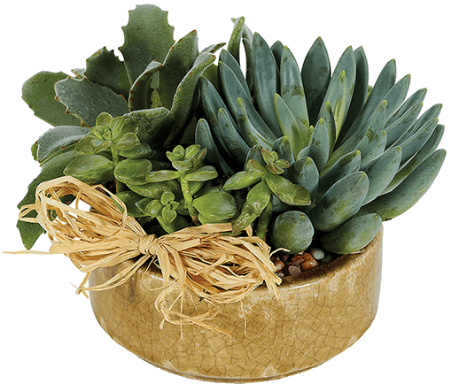 Succulent Plant (600x600), Png Download