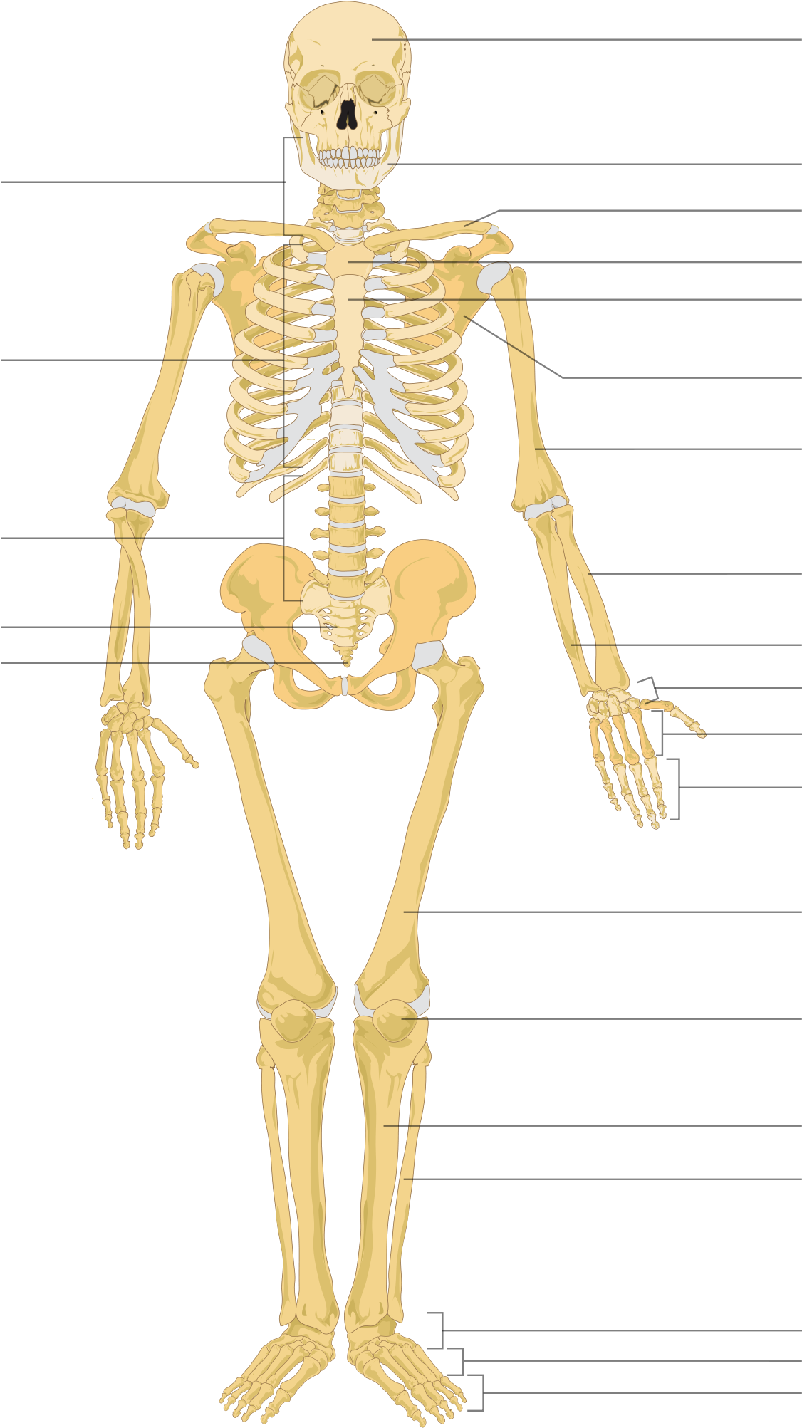 Open - Skeleton Of Human Being (2000x2105), Png Download