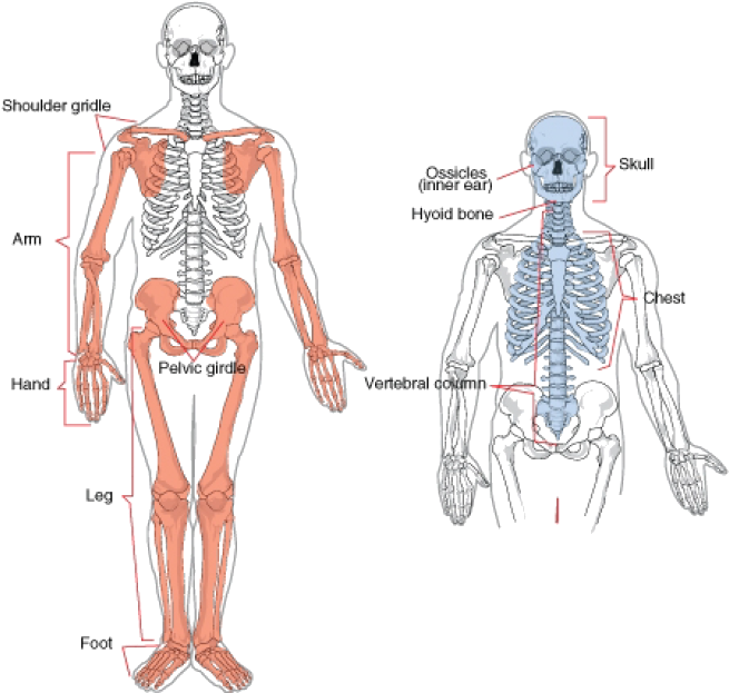 Definition Of The Appendicular Skeleton (679x638), Png Download
