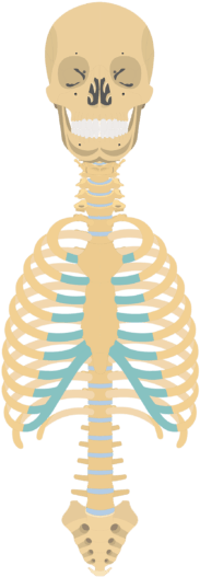1 - Axial Skeleton Png (550x550), Png Download