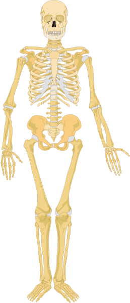 Skeletal System Not Labelled Png (258x599), Png Download