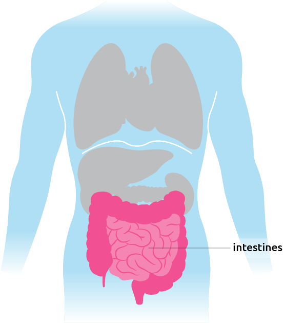 This Is Where The Intestines Are Situated In The Torso - Intestines (700x650), Png Download