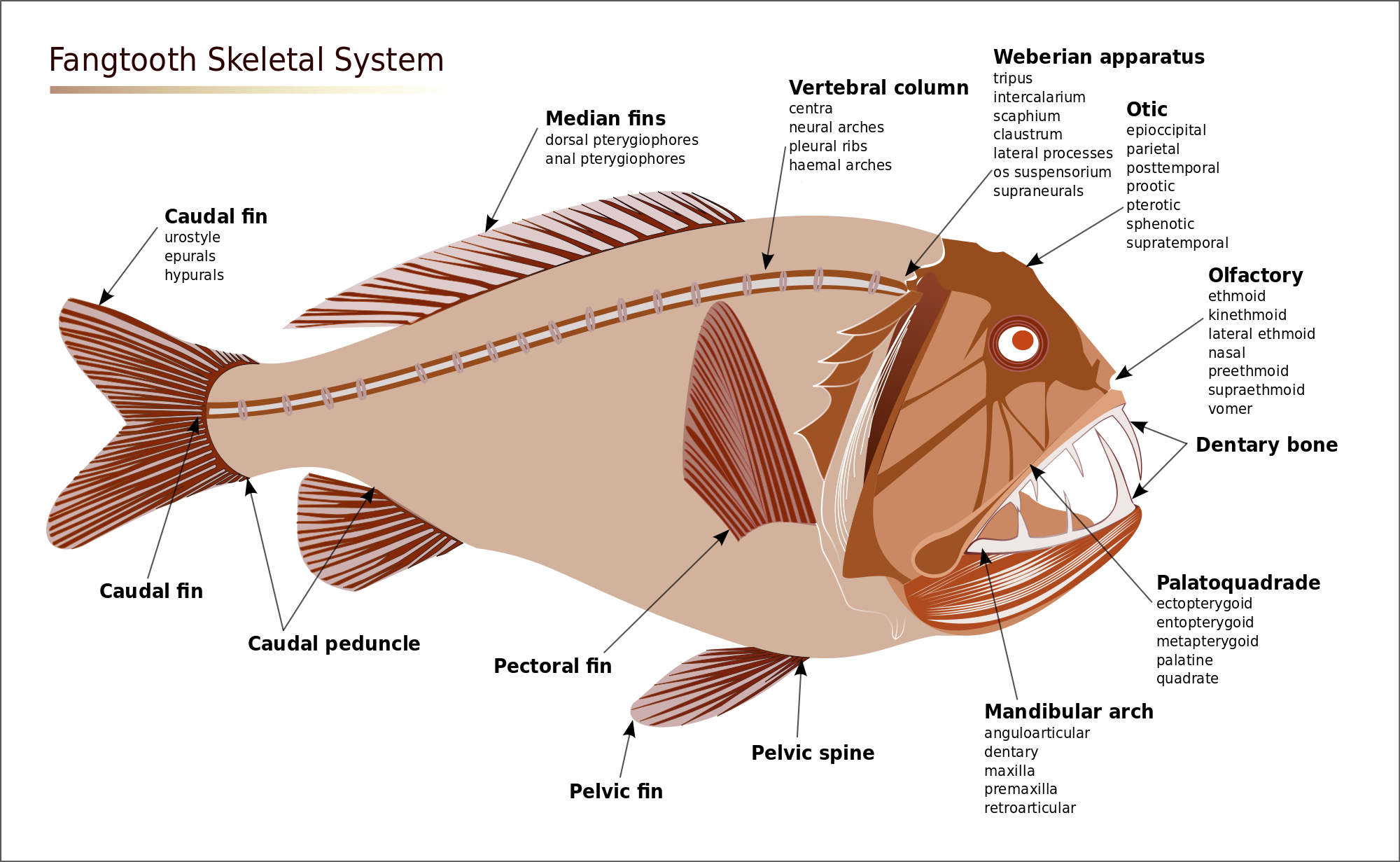 Open - Fangtooth Fish Body Parts (2000x1231), Png Download