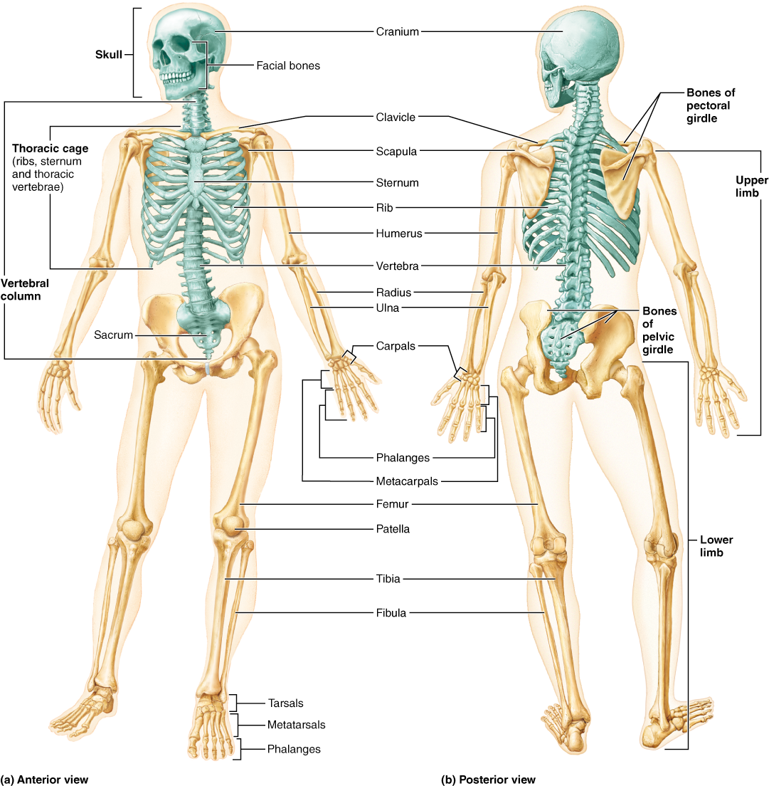 Bones, Part - Human Skeleton Anterior And Posterior View (1098x1106), Png Download