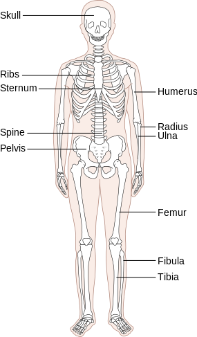 Skeleton - Human Skeleton (285x487), Png Download