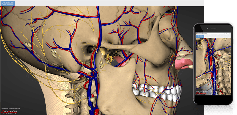 But If You Want To Explore Even More By Breaking Apart - Human (1140x400), Png Download