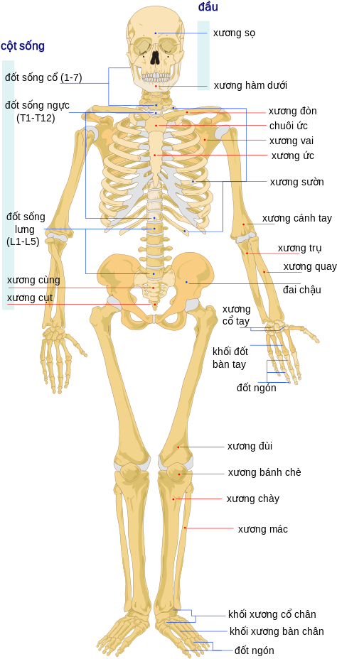 Hệ Vận Động Wikipedia Tiếng Việt Skeletal And Muscular - Human Skeleton (500x966), Png Download