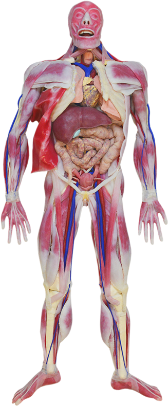 Skeletal And Muscular System - Synthetic Anatomy Human (328x800), Png Download