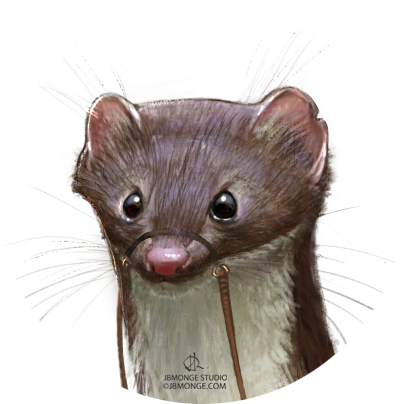 Close Up Weasel - Illustrator (435x441), Png Download