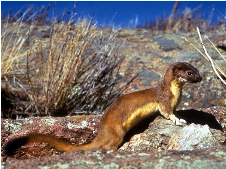 Long Tailed Weasel Zhao - Long Tailed Weasel (480x558), Png Download