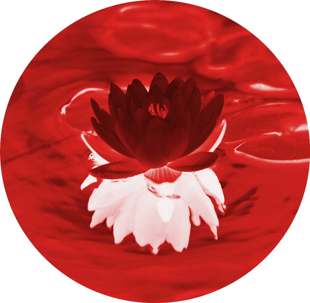 Lilypad Red Invert Reflection Water Pond Circle Sticker (1048x1024), Png Download