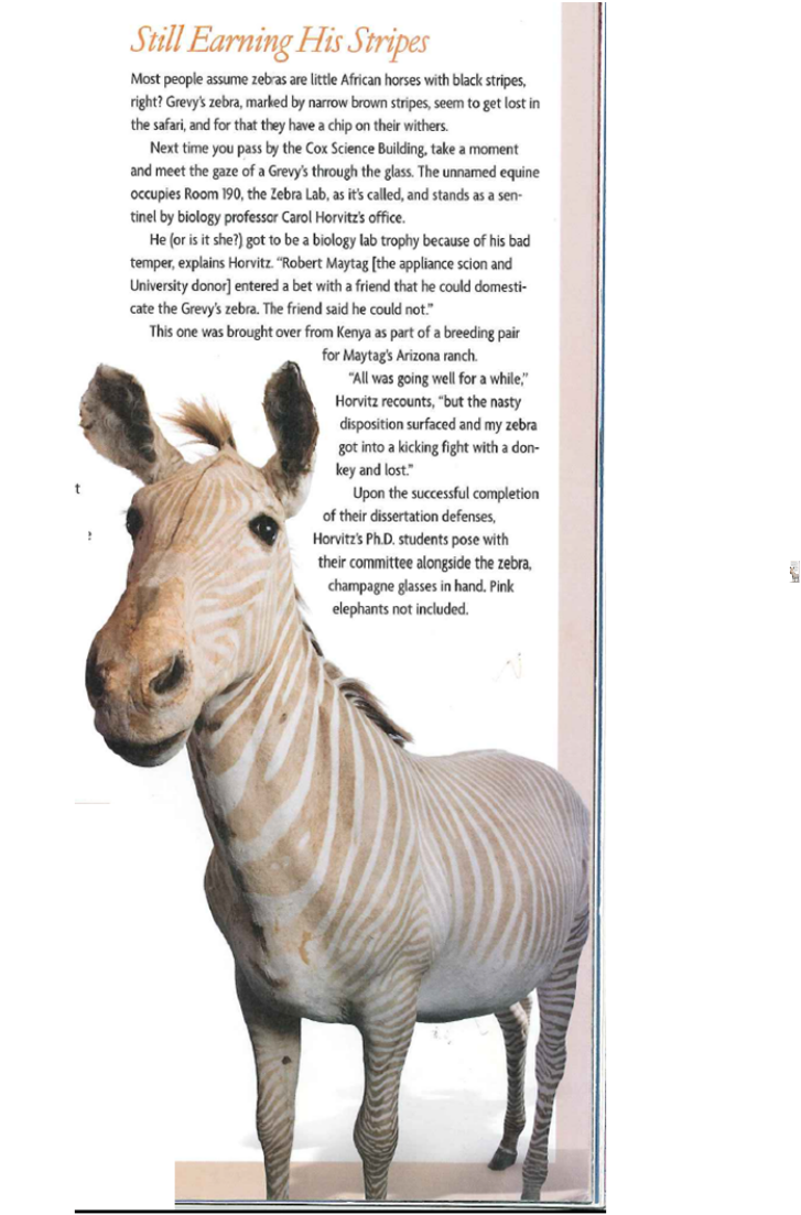 We Are Happy To Host Our Good Luck Zebra On Wheels - Portable Network Graphics (727x1103), Png Download