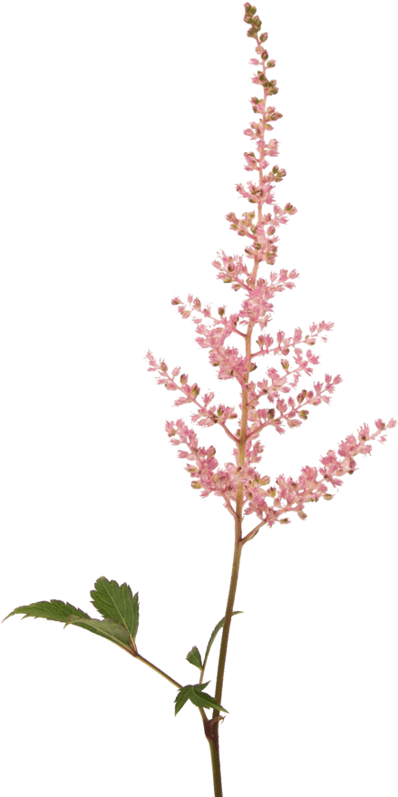 This Romantic Kind Of Astilbe Cannot Be Missed In An - Flower (1024x1024), Png Download