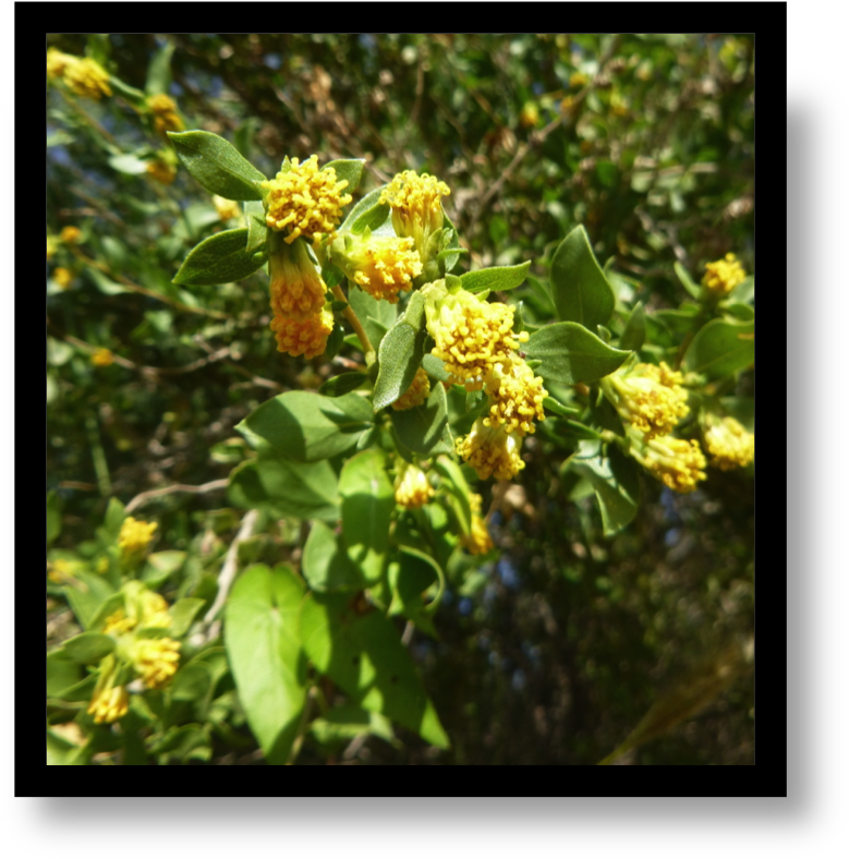 Tarbush Is One Of The Indicator Species For The Chihuahuan - Bud (793x794), Png Download