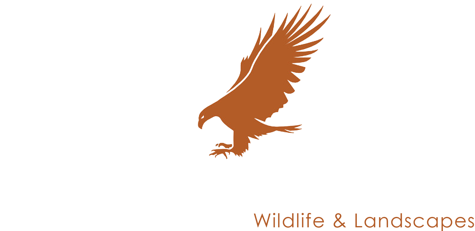 Fine Art Photography By David Paul - Golden Eagle (1692x840), Png Download