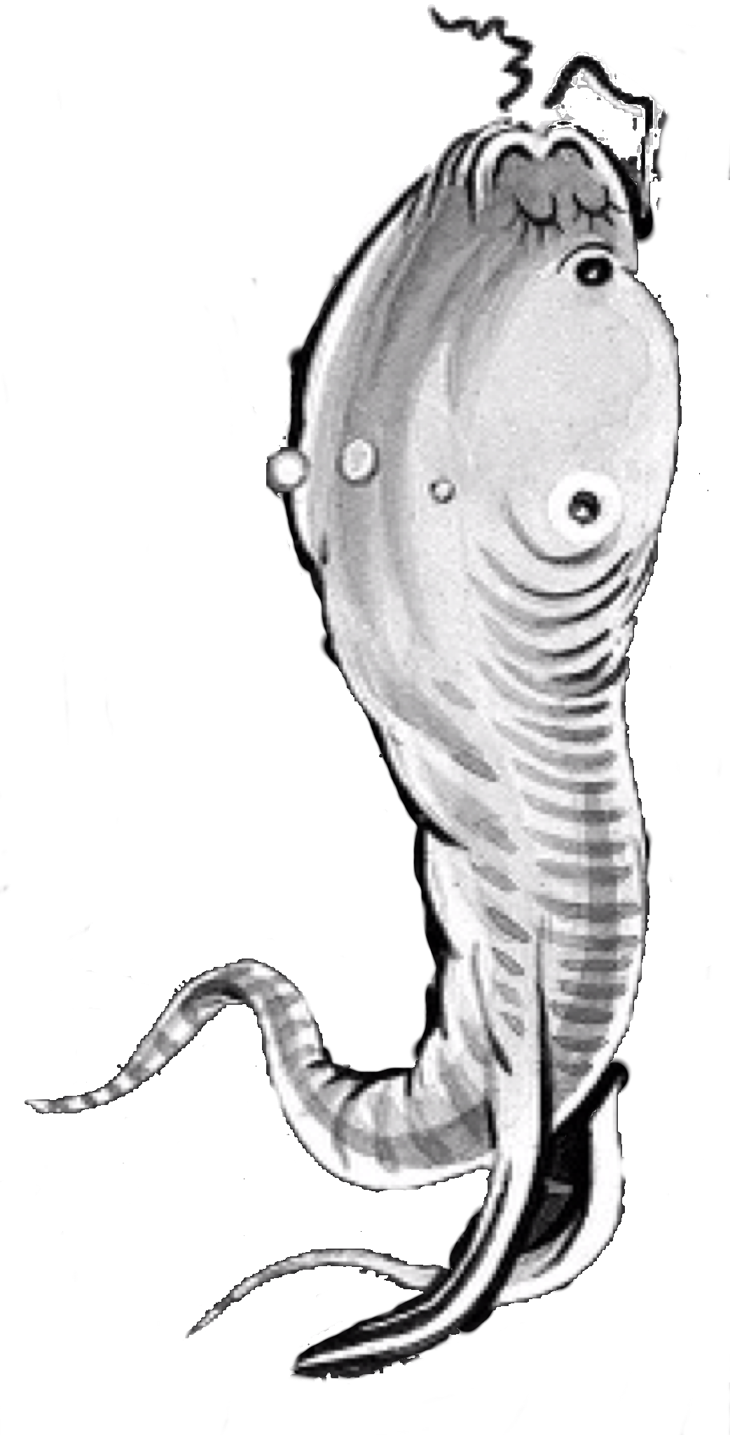 Glurk Fish - Png - Conger Eel (1042x2048), Png Download