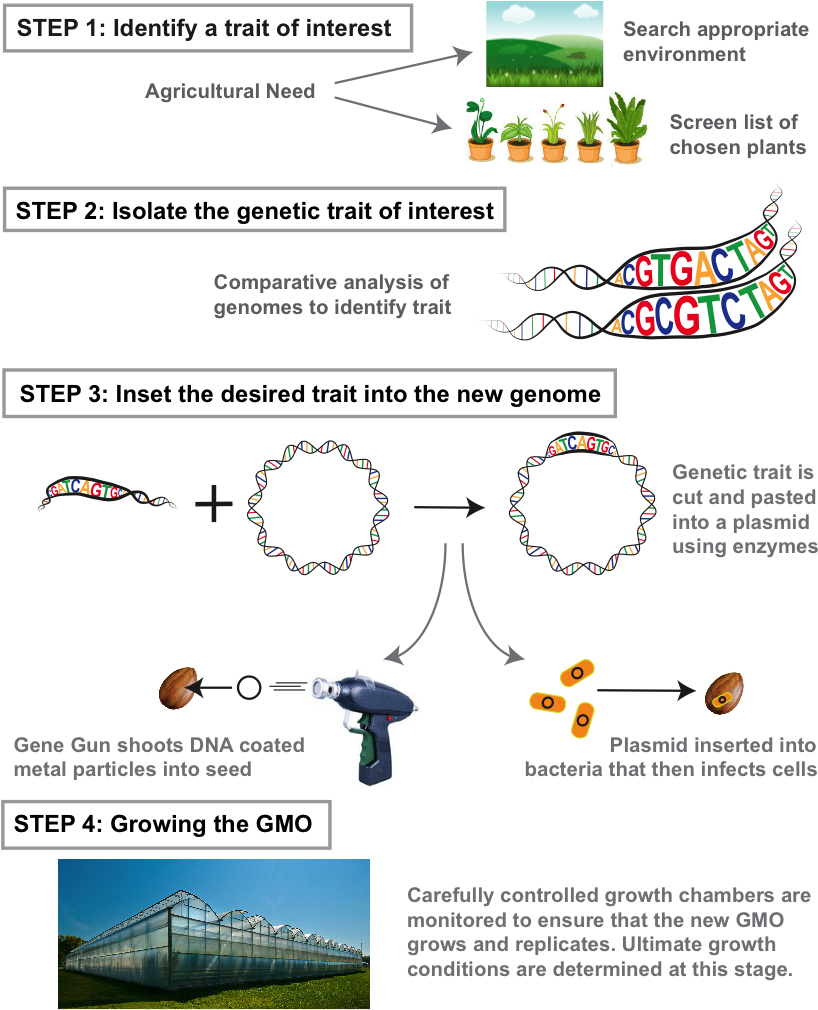 Genetic Modification In Animals Steps (900x1009), Png Download