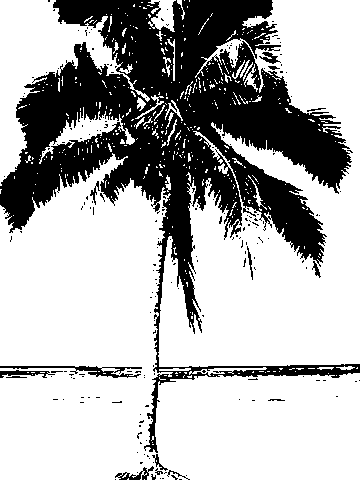 Palm Tree Mask Clipping Mask Tutorial - Palm Tree Greyscale (360x480), Png Download