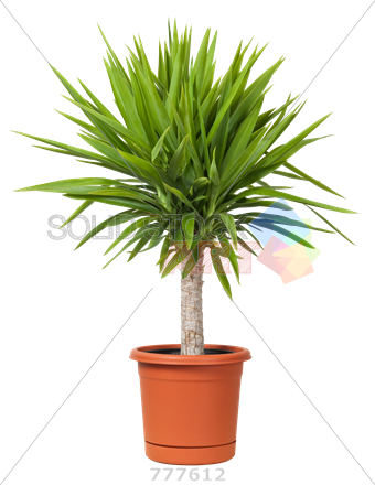Stock Photo Of Pot Of Yucca Plant Isolated On Transparent - Yucca Plant In Pot (340x440), Png Download