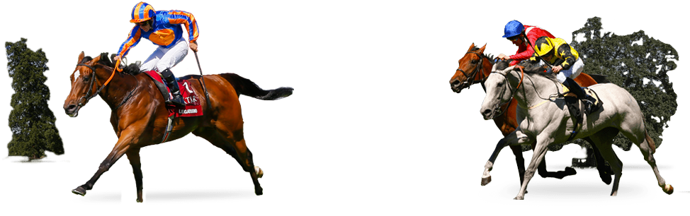 Horses Running In A Race - Horse (980x390), Png Download