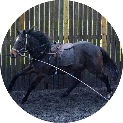 Horses For Sale - Man (500x500), Png Download