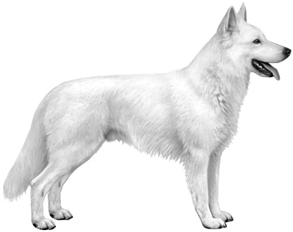 White Swiss Shepherd - Swiss Shepherd Dog Png (450x360), Png Download