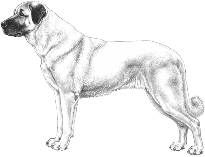 Anatolian Shepherd - Guard Dog (800x800), Png Download