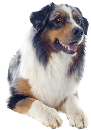 Australian Shepherd Sitting Pretty Nail Art - Australian Shepherd Bulldog Mix (336x480), Png Download