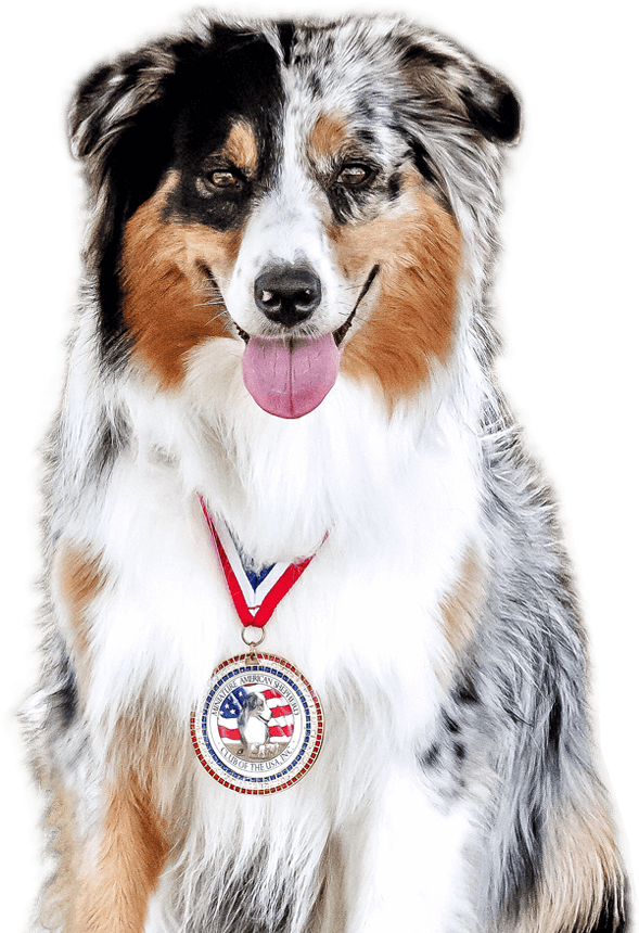 Join Now - Dog (648x954), Png Download