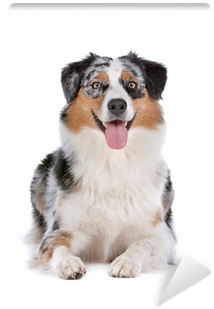 Australian Shepherd Self-adhesive Wall Mural • Pixers® - Australian Shepherd (400x400), Png Download