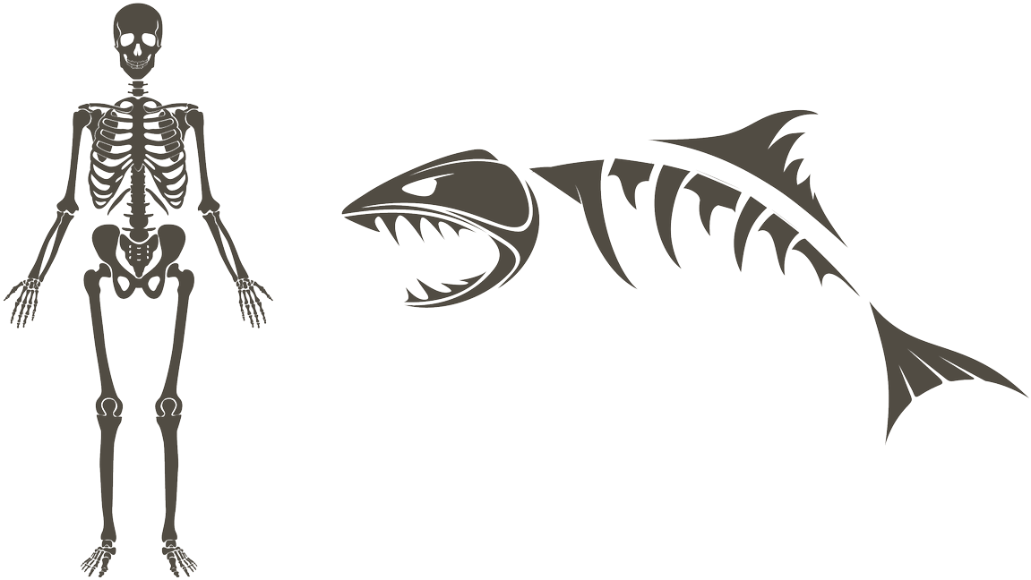 Study Shark Bite Marks W/@floridamuseum, For One - Fish Skeleton (1200x690), Png Download