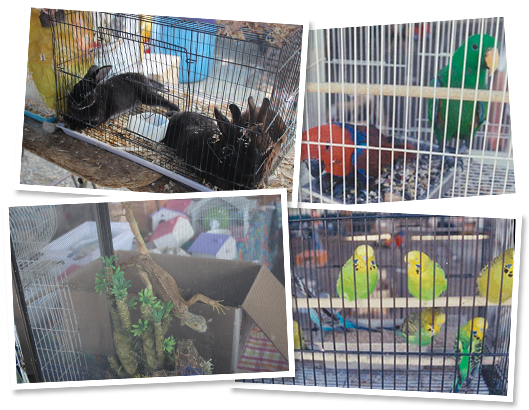 Animals - Animal (542x490), Png Download