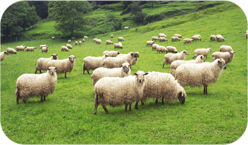 Farm Animal Medicine - Flock Of Sheep Png Transparent (494x288), Png Download