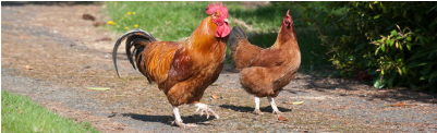 Shropshire Farm Animals - Rooster (400x300), Png Download