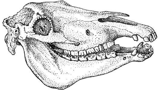 Determining The Age Of Farm Animals By Their Teeth - Livestock (600x300), Png Download