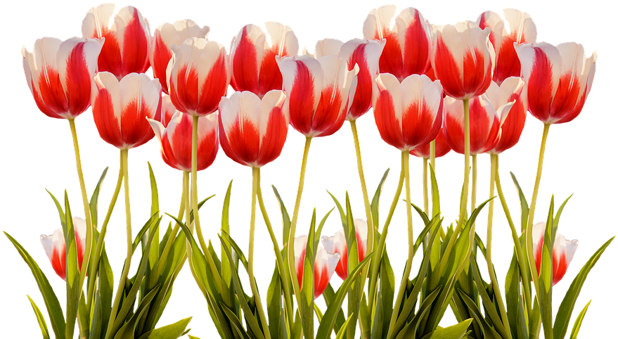 Tulips, Spring, Nature, Flower, Flowers, Red, Colorful - Tulip (960x720), Png Download