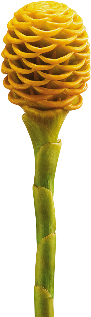 Torches Of Gingers With Colorful Flowers Are A Perfect - Ginger And Heliconia Flower (870x1131), Png Download