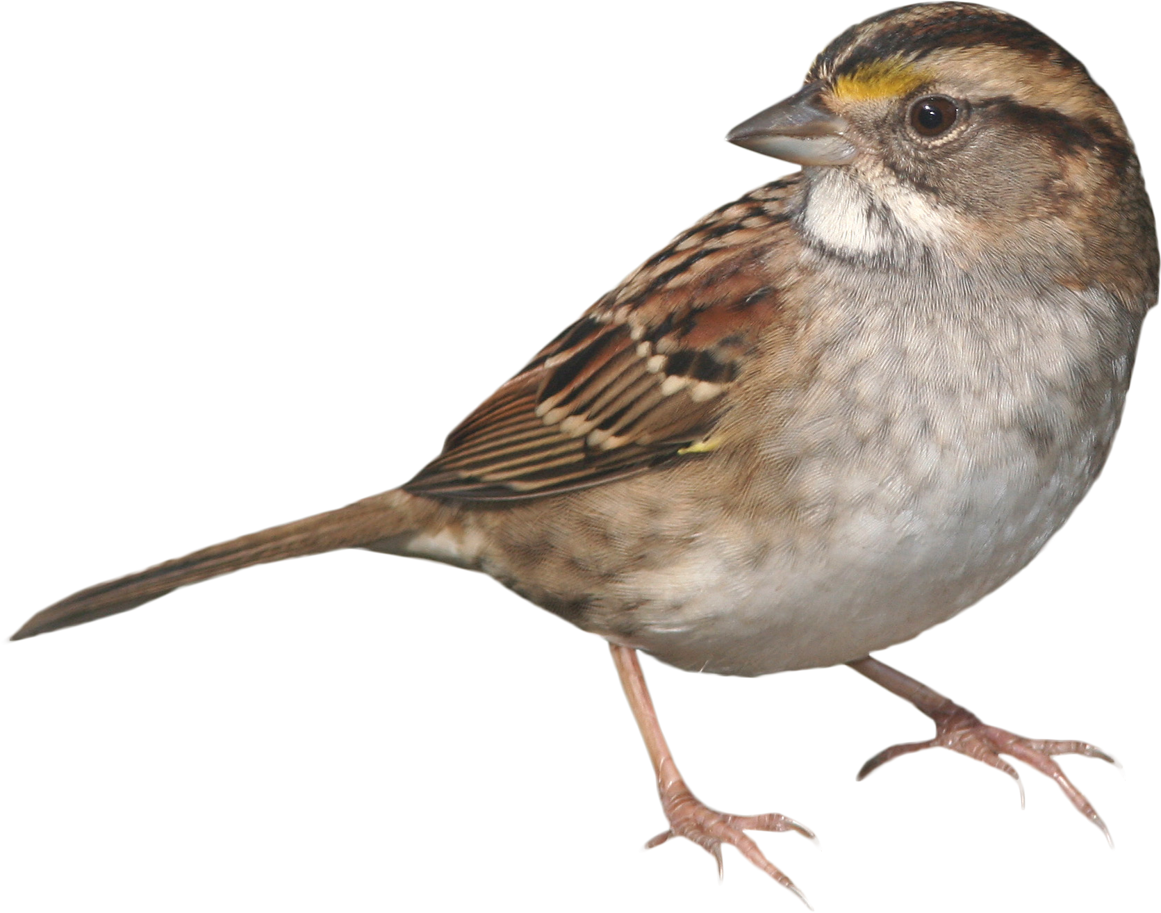 Sparrow Standing Png Image - Sparrow (2430x1782), Png Download