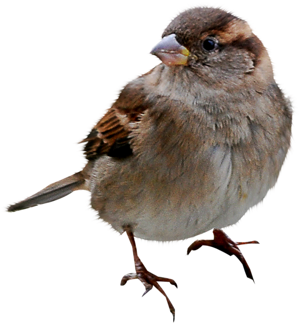 Sparrow Png (613x700), Png Download