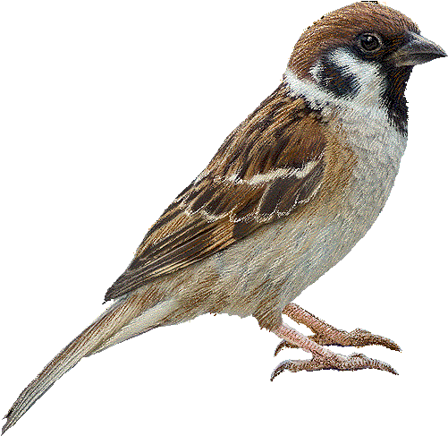 Clip Art Images - Sparrow Png (560x524), Png Download
