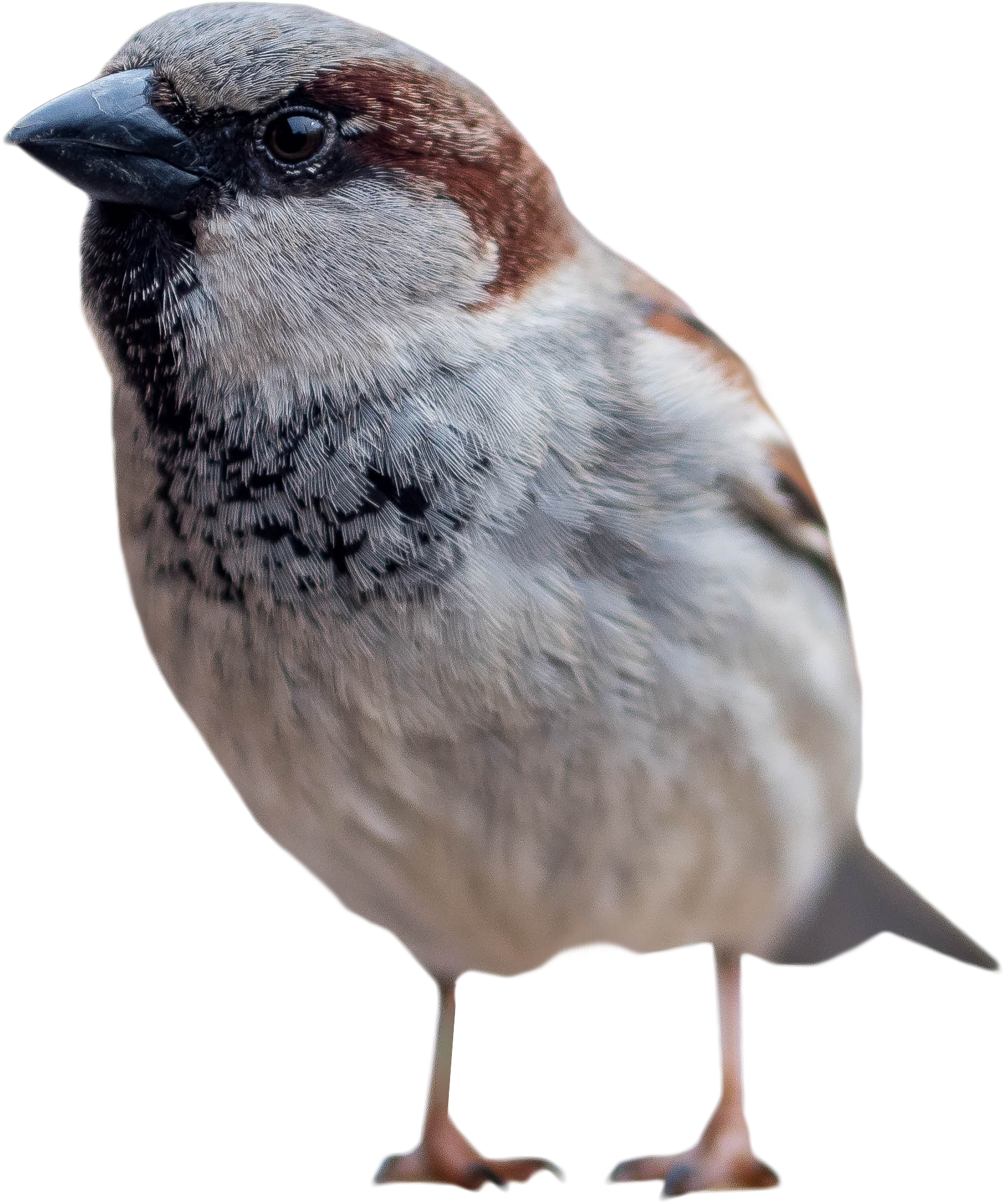 Sparrow Standing Png Image - Sparrows Png (3508x2339), Png Download