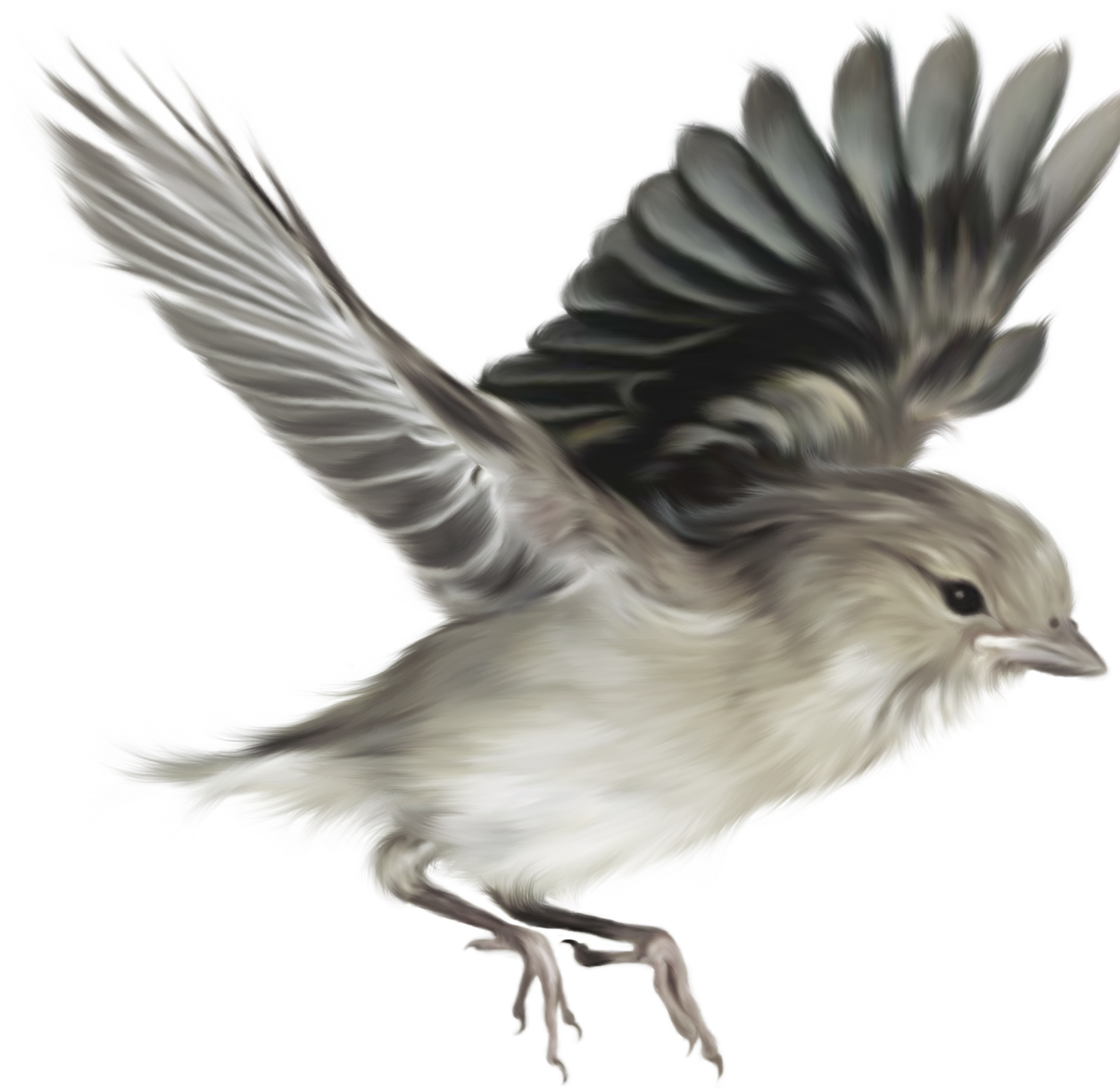 Download - Sparrow Png (1255x1220), Png Download