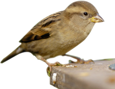 Sparrow Poems - Chittu Kuruvi Bird Png (400x350), Png Download