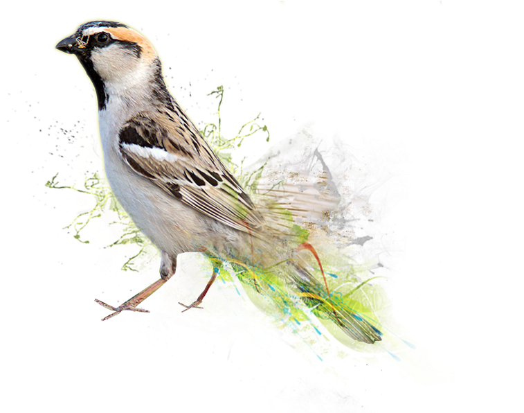 World Sparrow Day (875x606), Png Download